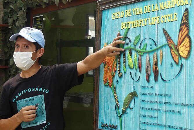 Butterfly Sanctuary & Museum Guided Tour in Puerto Vallarta - Key reasons this Puerto Vallarta butterfly tour is so highly praised