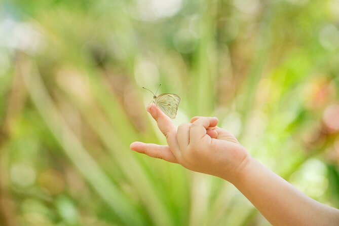 Butterfly Sanctuary & Museum Guided Tour in Puerto Vallarta - The 1-hour guided loop: what happens during your visit