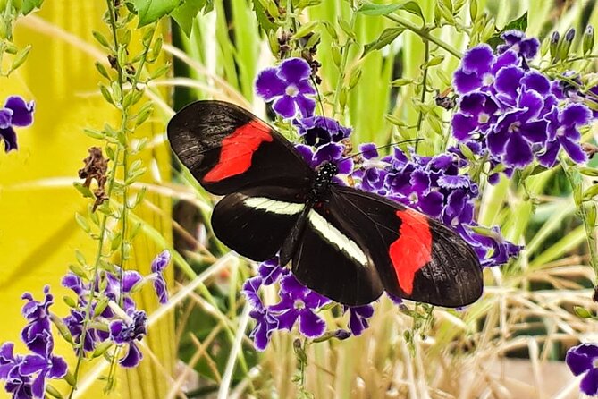 Butterfly Sanctuary & Museum Guided Tour in Puerto Vallarta - Butterfly Heritage Museum: the life-cycle education that makes it stick