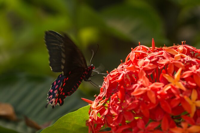 Butterfly Sanctuary & Museum Guided Tour in Puerto Vallarta - The butterfly release ceremony: helping a three-hours-old butterfly fly