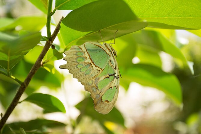 Butterfly Sanctuary & Museum Guided Tour in Puerto Vallarta - Guides in action: what makes the experience feel personal