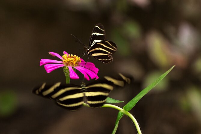 Butterfly Sanctuary & Museum Guided Tour in Puerto Vallarta - Price and value: how $28 buys a conservation-focused hour