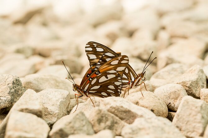 Butterfly Sanctuary & Museum Guided Tour in Puerto Vallarta - Getting there from Puerto Vallarta: Uber, taxis, and finding the place