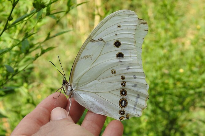 Butterfly Sanctuary & Museum Guided Tour in Puerto Vallarta - Inside the subtropical sanctuary: what you will actually see