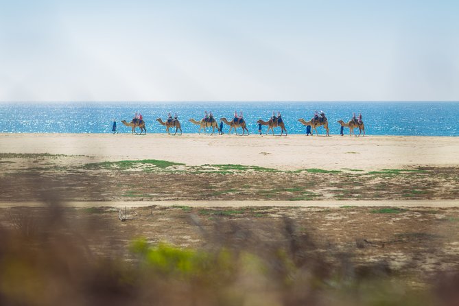 Cabo Beach Camel Ride, Mexican Buffet and Tequila Tasting - Small but important notes that can save your day