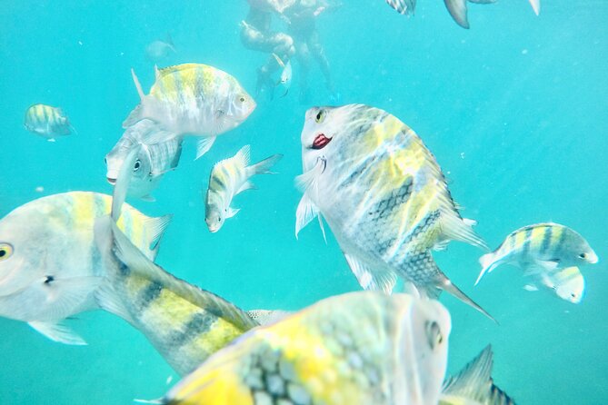 Cabo Blue Snorkeling Cruise, Open Bar and Lunch in Cabo San Lucas - Key things I’d highlight before you go