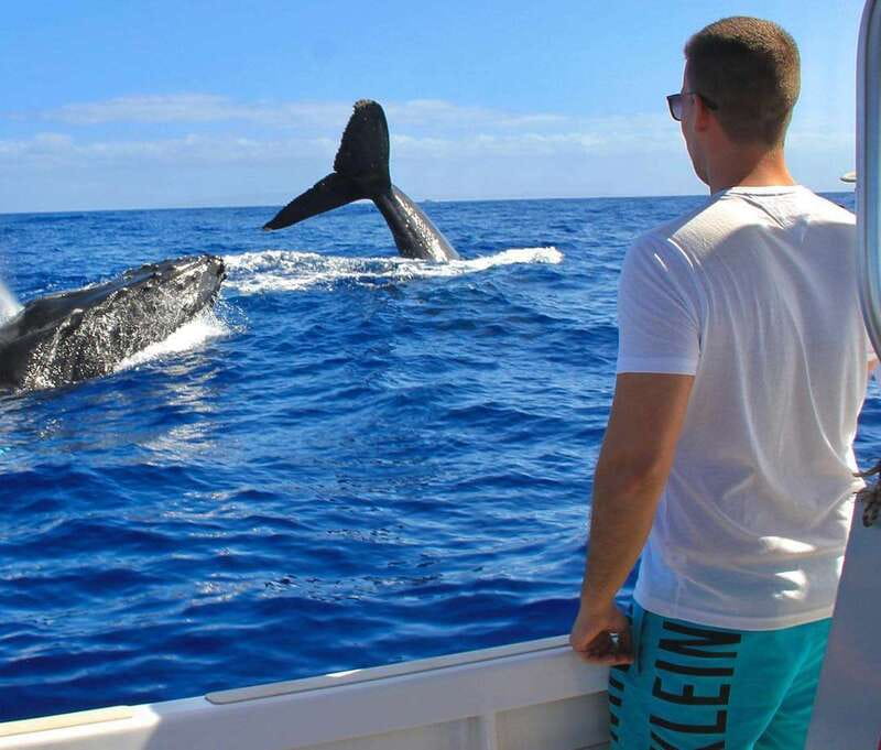 Cabo Catamaran Snorkel: Arch & Santa Maria, Open Bar, Snacks - Whale season timing and the wildlife lottery