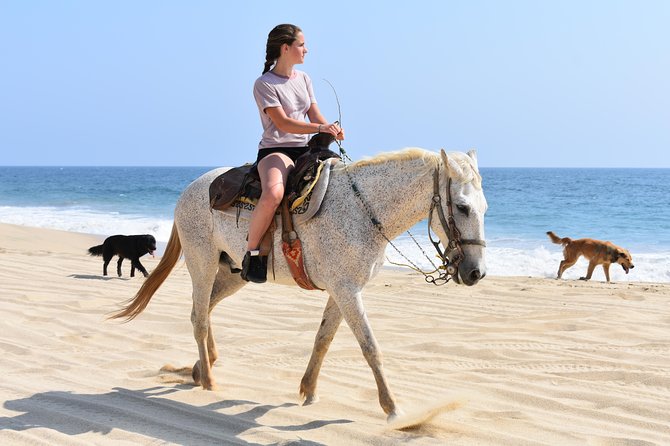 Cabo Desert Off-Road & Beach Horseback Combo and Tequila Tasting - Pickup, timing, and the site check-in reality