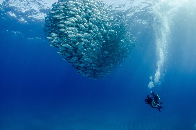 Cabo Pulmo 2 Tank Certified Dive with Lunch - Key things I’d zero in on before you book