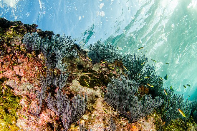 Cabo Pulmo 2 Tank Certified Dive with Lunch - Your two-tank schedule, and why the pacing is the point