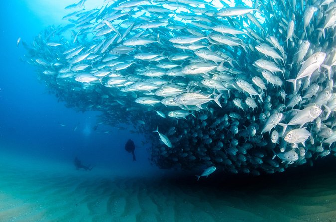 Cabo Pulmo 2 Tank Certified Dive with Lunch - Lunch on a 10-hour day: what’s included and what to bring