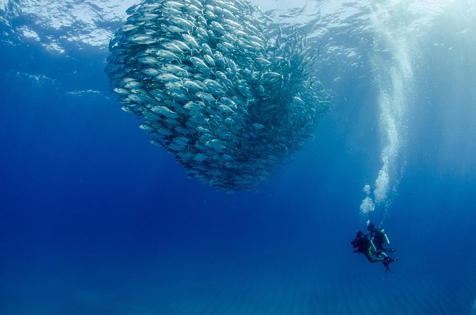 Cabo Pulmo 2 Tank Certified Dive with Lunch - Safety, gear handling, and the one lesson you should not ignore