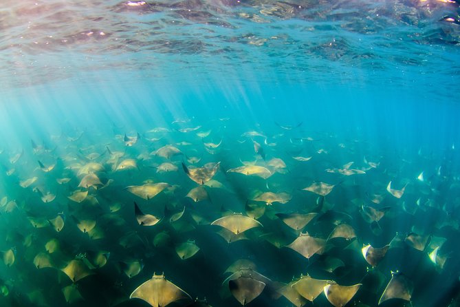 Cabo Pulmo National Park Snorkel Expedition from Cabo San Lucas - Lunch and gear: small included items that change your stress level