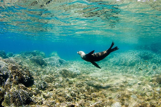 Cabo Pulmo National Park Snorkel Expedition from Cabo San Lucas - Weather and visibility: the biggest variable in Cabo Pulmo days