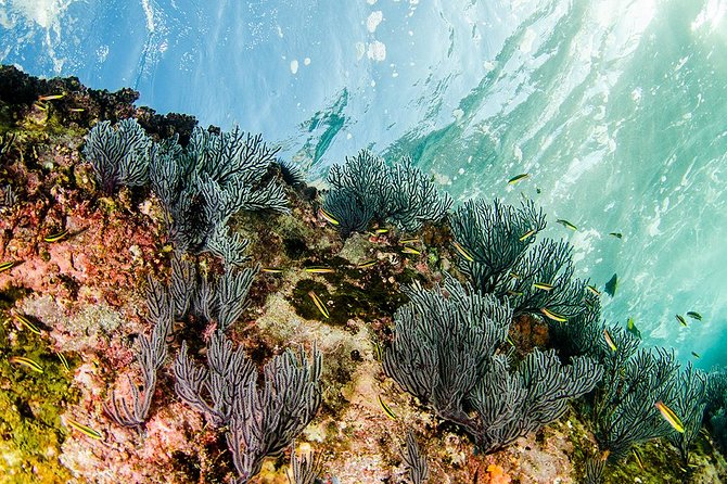 Cabo Pulmo National Park Snorkel Expedition from Cabo San Lucas - How long you’ll actually be in the water