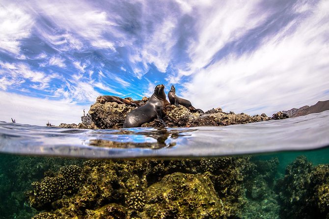 Cabo Pulmo National Park Snorkel Expedition from Cabo San Lucas - Price and value: is $279 reasonable for this Cabo Pulmo outing?