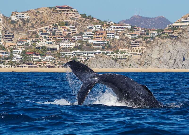 Cabo San Lucas: 2.5-Hour Whale Watching Tour - Key highlights worth clocking first