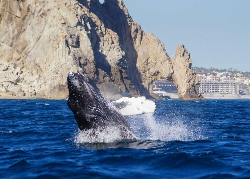 Cabo San Lucas: 2.5-Hour Whale Watching Tour - Marine biologist guide + hydrophones: the lesson plan you actually use