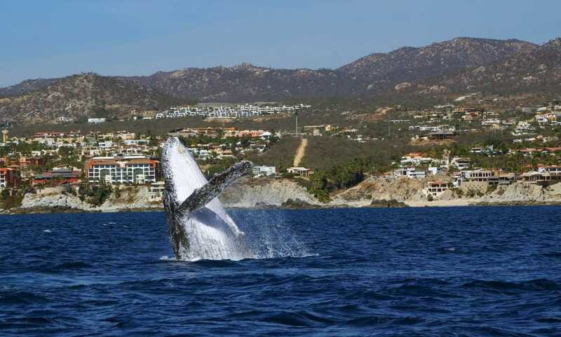 Cabo San Lucas: 2.5-Hour Whale Watching Tour - What whale encounters look like in real life