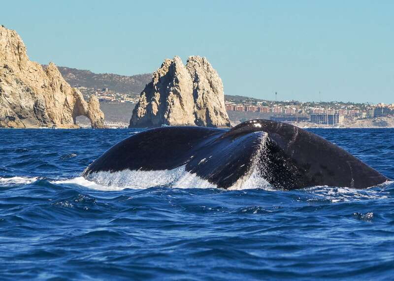Cabo San Lucas: 2.5-Hour Whale Watching Tour - Timing choices: 8 AM, 11 AM, or 2:30 PM