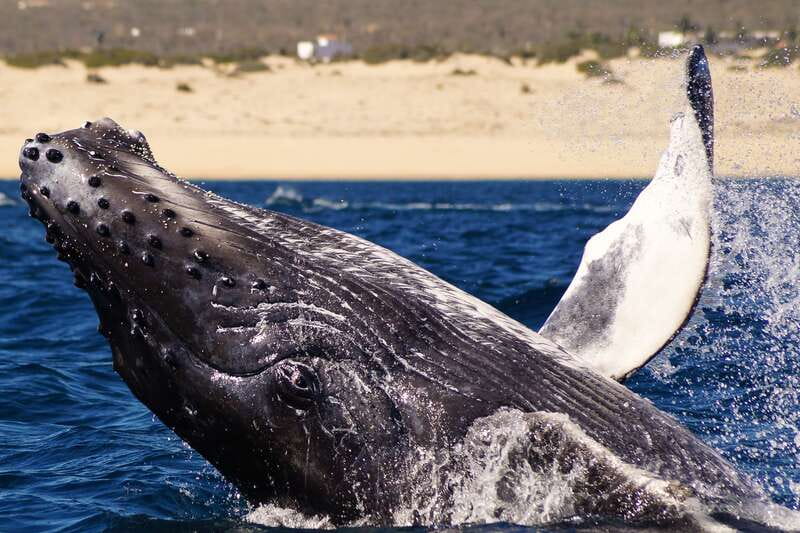 Cabo San Lucas: 2.5-Hour Whale Watching Tour - The small-group format: 10 people beats the herd