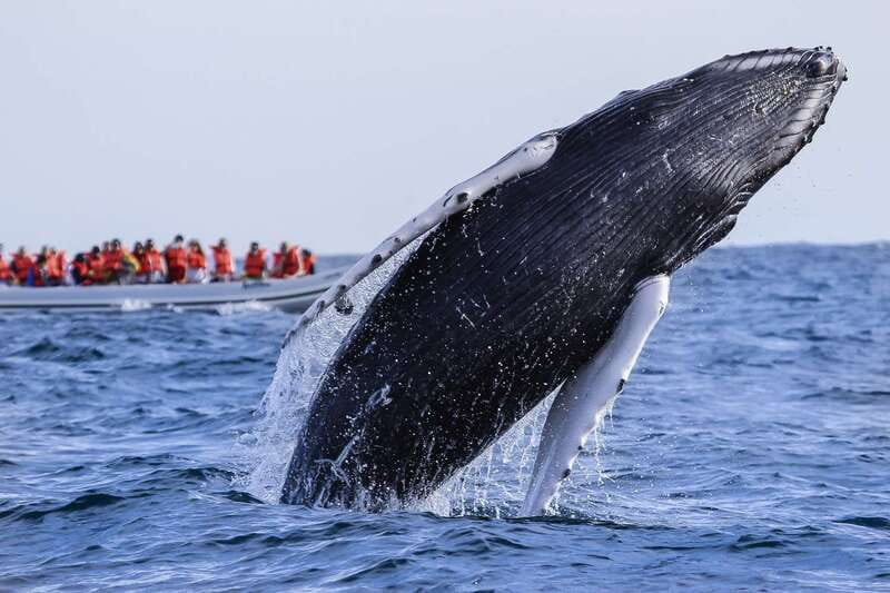 Cabo San Lucas: 2-Hour Whale Watching Adventure - When Humpbacks Show Up in Los Cabos (And When You Might Miss Them)