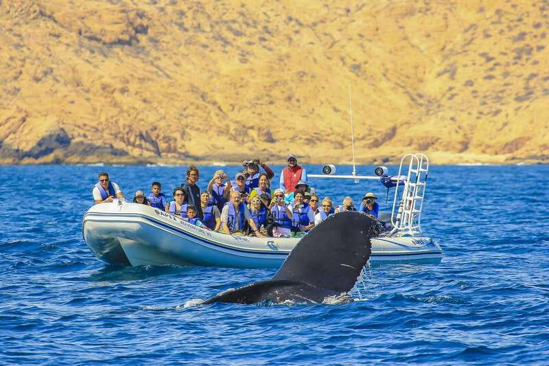 Cabo San Lucas: 2-Hour Whale Watching Adventure - Getting on the Water Fast: Why the Inflatable Boat Matters