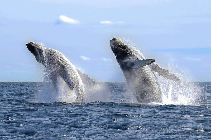 Cabo San Lucas: 2-Hour Whale Watching Adventure - The 2-Hour Experience on Board: Snacks, Water, and Underwater Listening