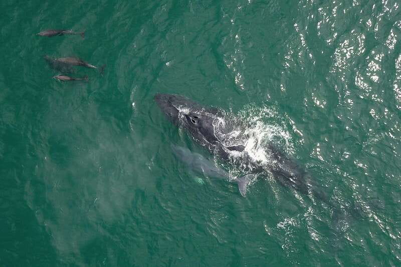 Cabo San Lucas: 2-Hour Whale Watching Adventure - What You’ll Actually See: Humpback Breaches and Dolphin Play