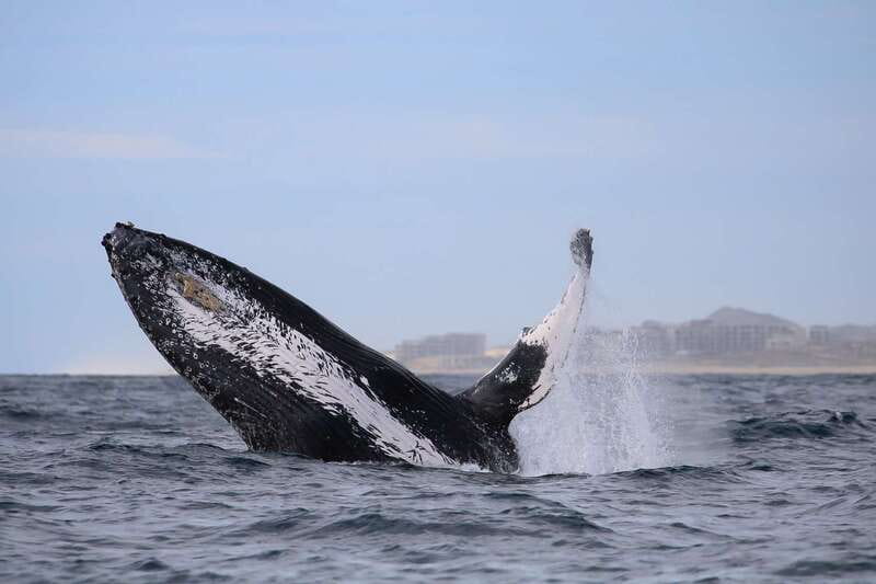 Cabo San Lucas: 2-Hour Whale Watching Adventure - Photo and Camera Reality: You’ll Need Speed, Not Just Zoom