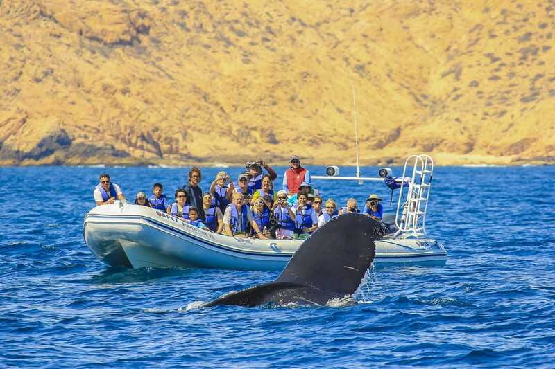 Cabo San Lucas: 2-Hour Whale Watching Adventure - What to Wear: Warm Layering Beats Fancy Gear
