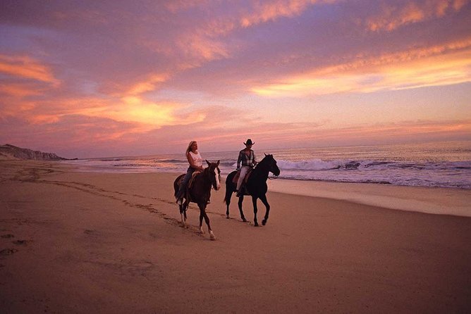 Cabo San Lucas Beach and Desert Horseback Ride - Wildlife spotting chances: whales, dolphins, and sea turtles