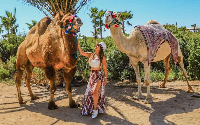 Cabo San Lucas: Camel Ride & Off-Road UTV Combo Adventure - Camel Ride Along the Pacific: Calm Views, Real Scenery Variety