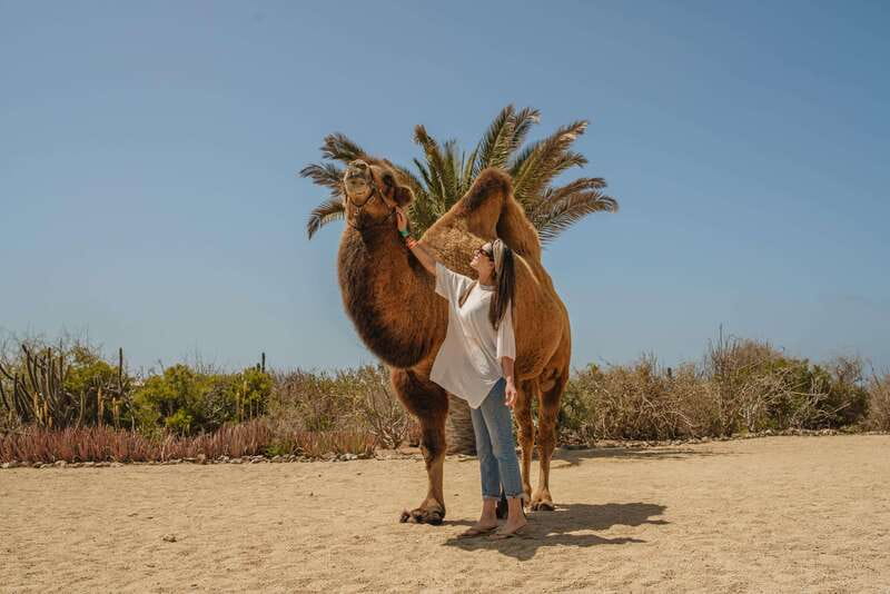 Cabo San Lucas: Camel Safari Tour with Lunch and Tequila - Tequila tasting: fun, social, and included