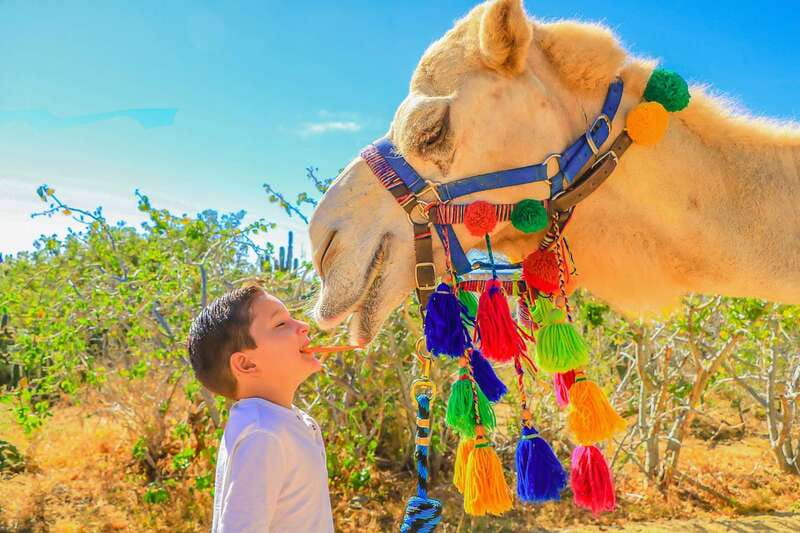 Cabo San Lucas: Camel Safari Tour with Lunch and Tequila - Price and value: what $99 really covers