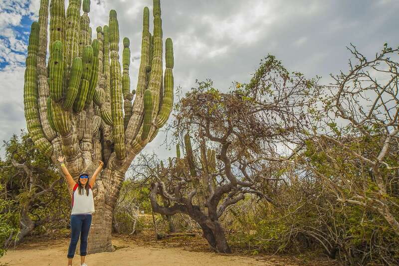 Cabo San Lucas: Camel Safari Tour with Lunch and Tequila - Who should book this camel safari, and who should skip