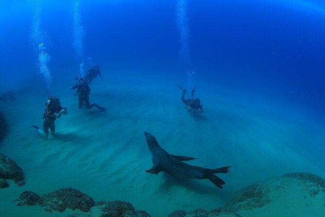 Cabo San Lucas Certified 2 Tank Dive at the Famous Arch and Land's End - Tank two: ship wrecks and hidden caves at Los Cabos