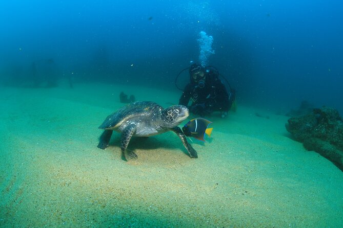 Cabo San Lucas Certified 2 Tank Dive at the Famous Arch and Land's End - What you do on the surface between stops matters too