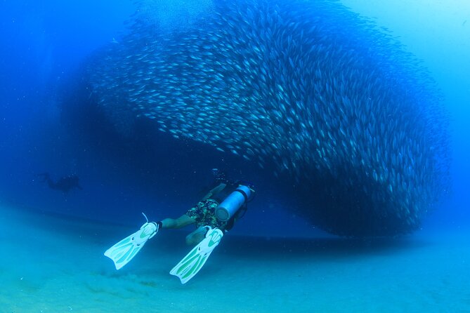 Cabo San Lucas Certified 2 Tank Dive at the Famous Arch and Land's End - Price and value, including the fees that sneak in