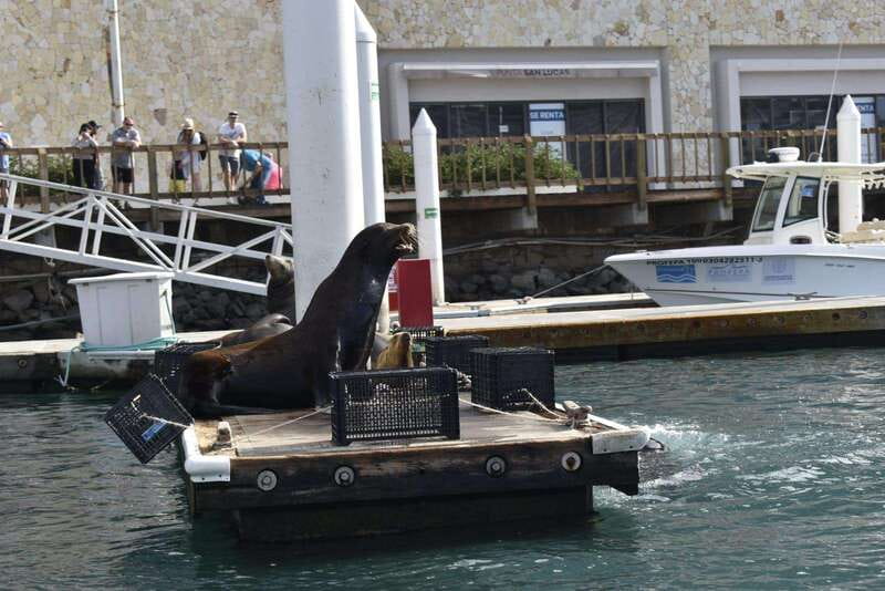 Cabo San Lucas: Glass Bottom Boat Tour to Land's End - Empacadora Beach to Pelican Rock: Why the Route Matters