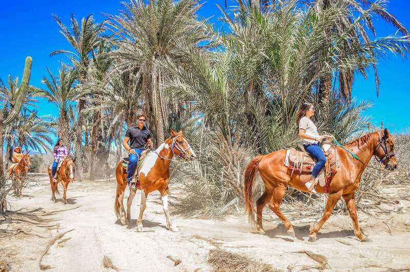 Cabo San Lucas: Horseback Riding in Migriño with Transfers - The quiet break after riding: relaxation time, photos, and tequila tasting