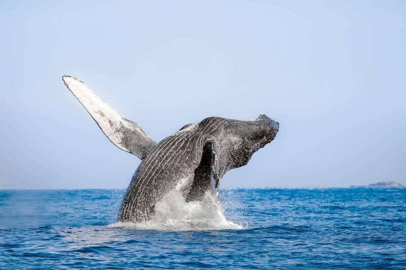 Cabo San Lucas: Luxury Catamaran Whale Watching Experience - A luxury catamaran whale watch in Cabo San Lucas, and why the boat matters