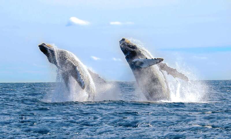 Cabo San Lucas: Luxury Catamaran Whale Watching Experience - Where you meet Cabo Adventures, and what to do before you board