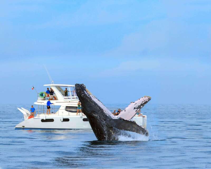 Cabo San Lucas: Luxury Catamaran Whale Watching Experience - What appetizers, and an open bar, look like in real life on this cruise