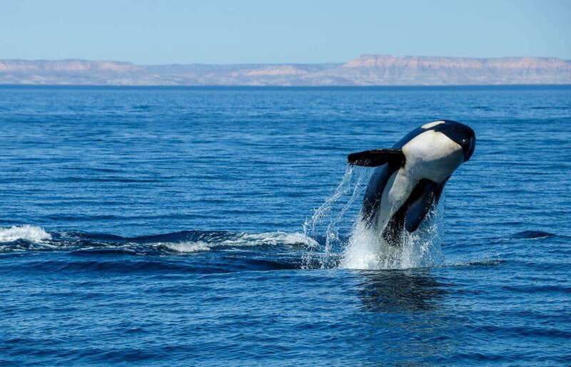 Cabo San Lucas: Luxury Catamaran Whale Watching Experience - Who should book this, and who should skip it