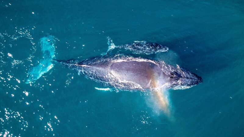 Cabo San Lucas: Luxury Catamaran Whale Watching Experience - Price and value in Cabo: what $129 buys you, plus the check-in fees