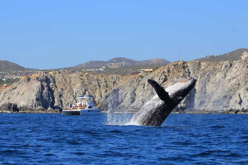Cabo San Lucas: Luxury Catamaran Whale Watching Experience - Practical tips so you get the best experience