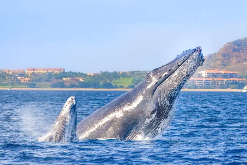 Cabo San Lucas: Luxury Catamaran Whale Watching Experience - The 2.5-hour flow, van ride plus guided time on the water