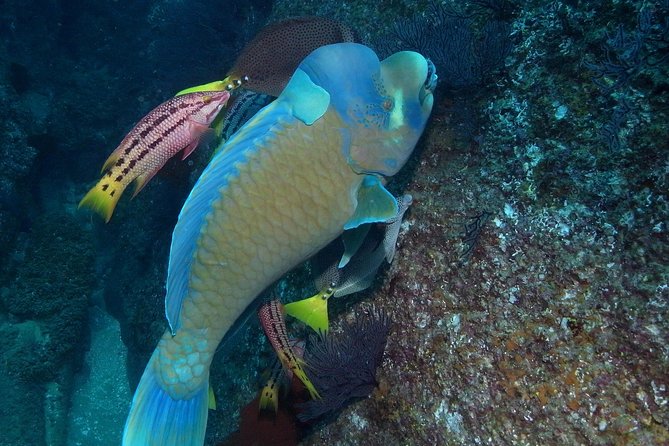 Cabo San Lucas Short Snorkeling Tour with Divemaster Guide - Snorkeling in Cabo’s protected bay, not open-water stress