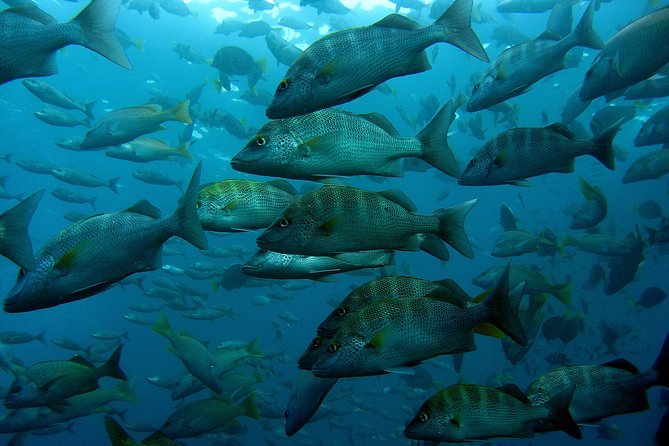 Cabo San Lucas Short Snorkeling Tour with Divemaster Guide - Small crew size, mixed ages, and why this works for families